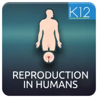 Reproduction in Humans